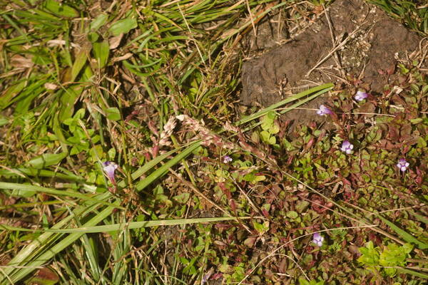 Eragrostis unioloides Inflorescence