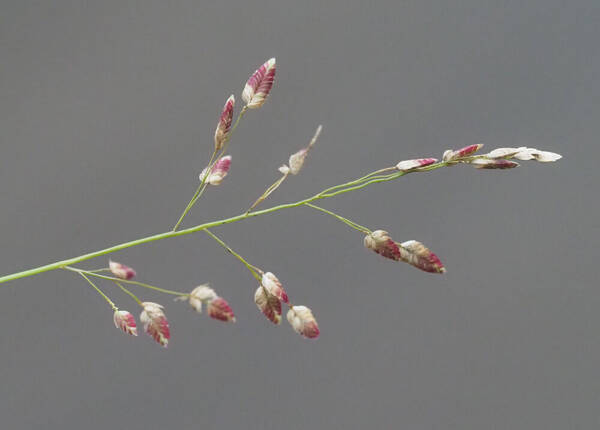 Eragrostis unioloides Inflorescence