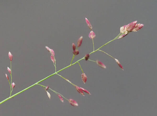 Eragrostis unioloides Inflorescence