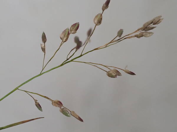 Eragrostis unioloides Inflorescence