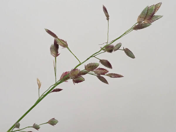 Eragrostis unioloides Inflorescence