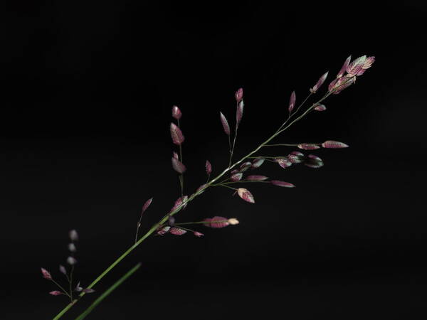 Eragrostis unioloides Inflorescence