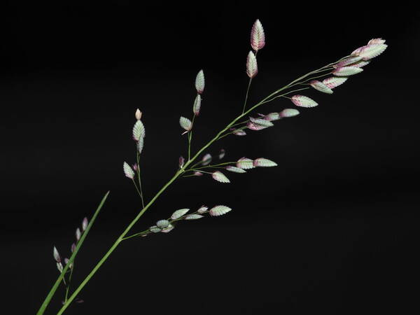 Eragrostis unioloides Inflorescence