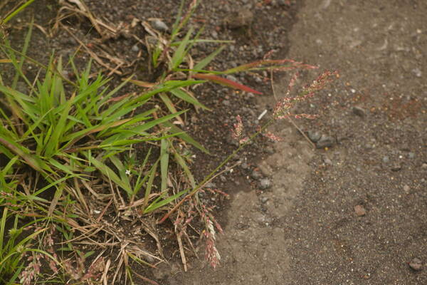 Eragrostis unioloides Plant