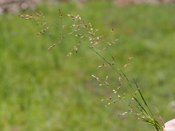 Eragrostis unioloides Plant