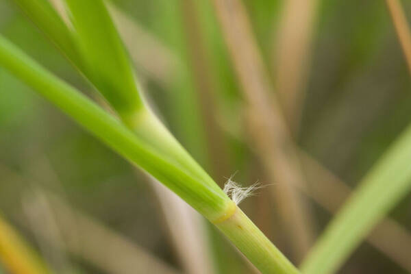 Eragrostis variabilis Collar