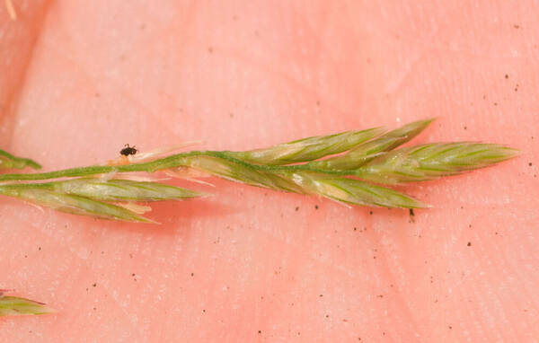 Eragrostis variabilis Spikelets