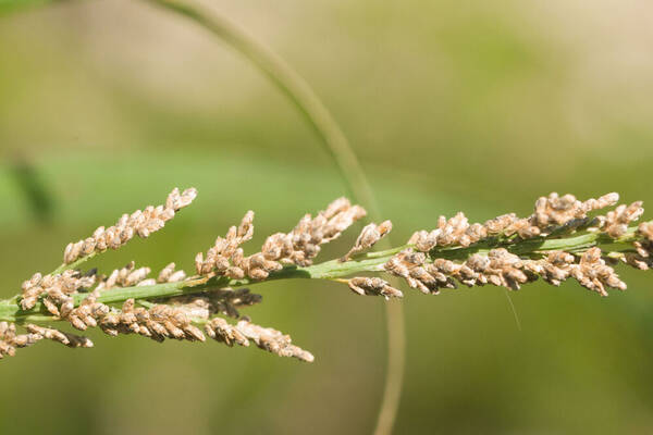 Eragrostis variabilis Spikelets