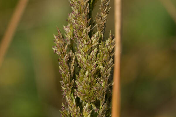 Eragrostis variabilis Spikelets