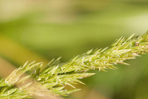 Eragrostis variabilis Spikelets