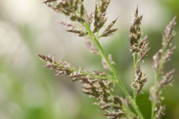 Eragrostis variabilis Spikelets