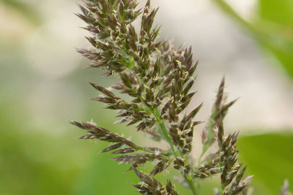 Eragrostis variabilis Spikelets