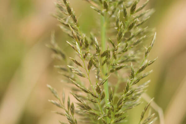 Eragrostis variabilis Spikelets