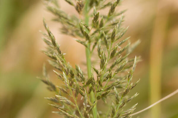 Eragrostis variabilis Spikelets