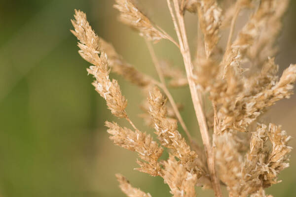 Eragrostis variabilis Spikelets