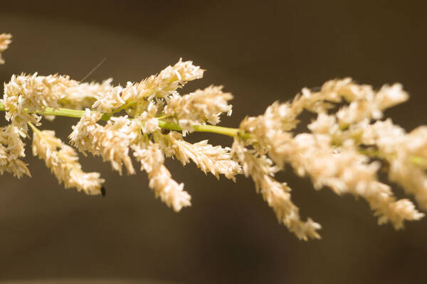 Eragrostis variabilis Spikelets