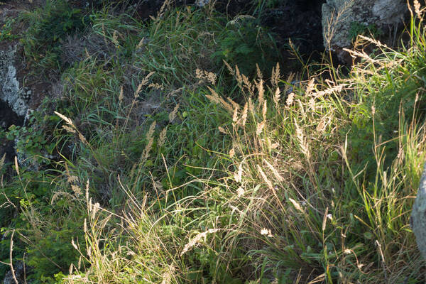 Eragrostis variabilis Habit