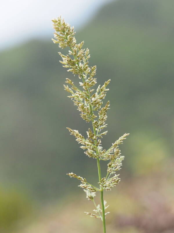 Eragrostis variabilis Inflorescence