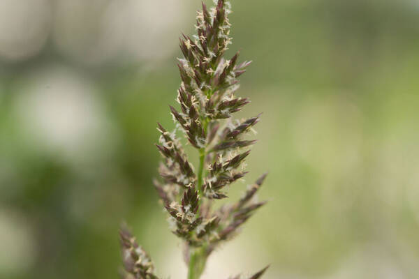 Eragrostis variabilis Inflorescence