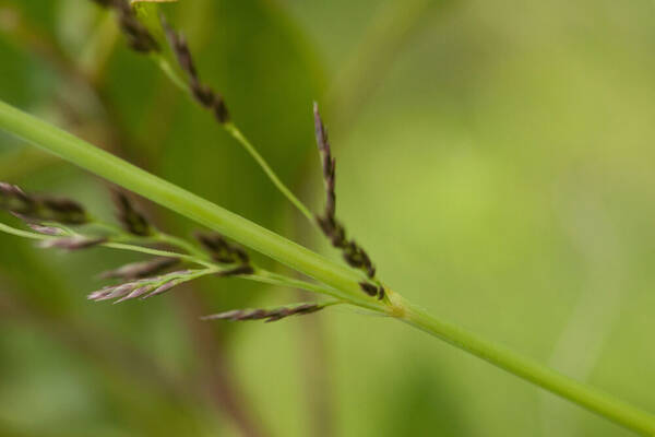 Eragrostis variabilis Inflorescence