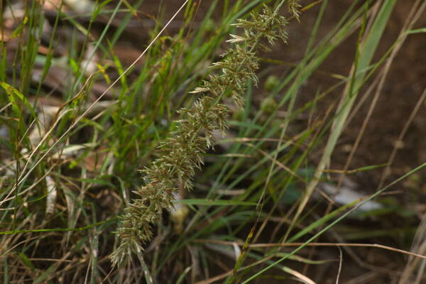 Eragrostis variabilis Inflorescence