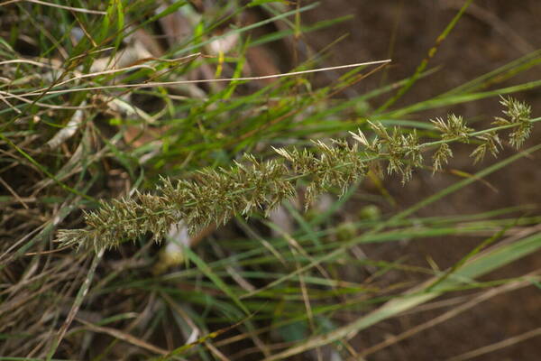 Eragrostis variabilis Inflorescence