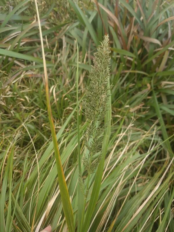 Eragrostis variabilis Inflorescence