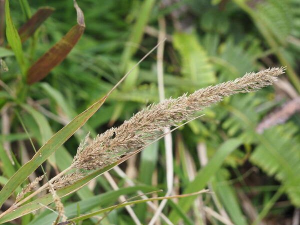 Eragrostis variabilis Inflorescence