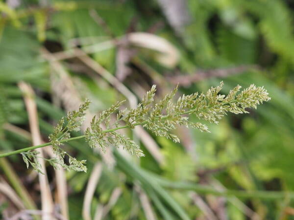 Eragrostis variabilis Inflorescence