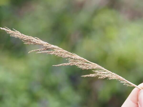 Eragrostis variabilis Inflorescence