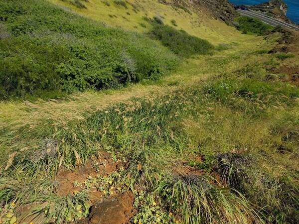 Eragrostis variabilis Landscape