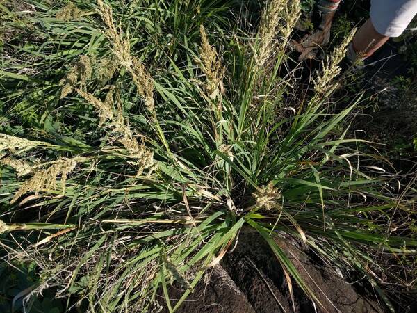 Eragrostis variabilis Plant