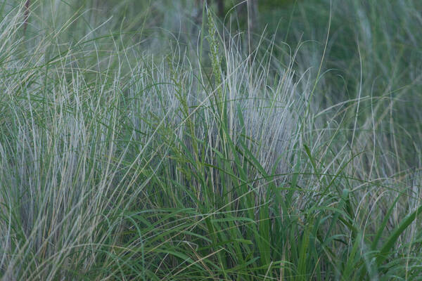 Eragrostis variabilis Plant