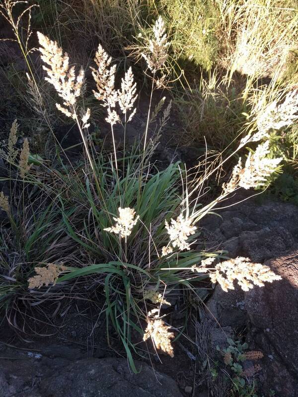 Eragrostis variabilis Plant