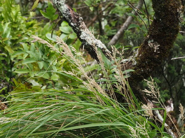 Eragrostis variabilis Plant