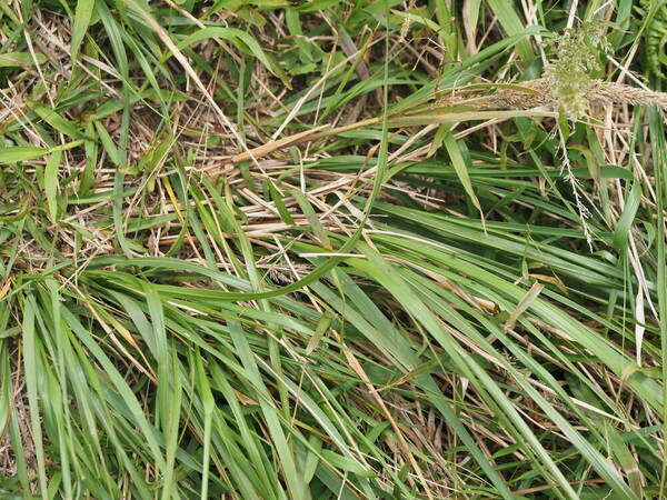 Eragrostis variabilis Plant