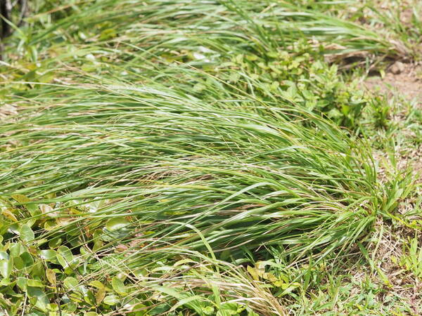 Eragrostis variabilis Plant