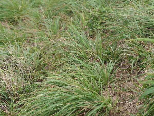 Eragrostis variabilis Plant