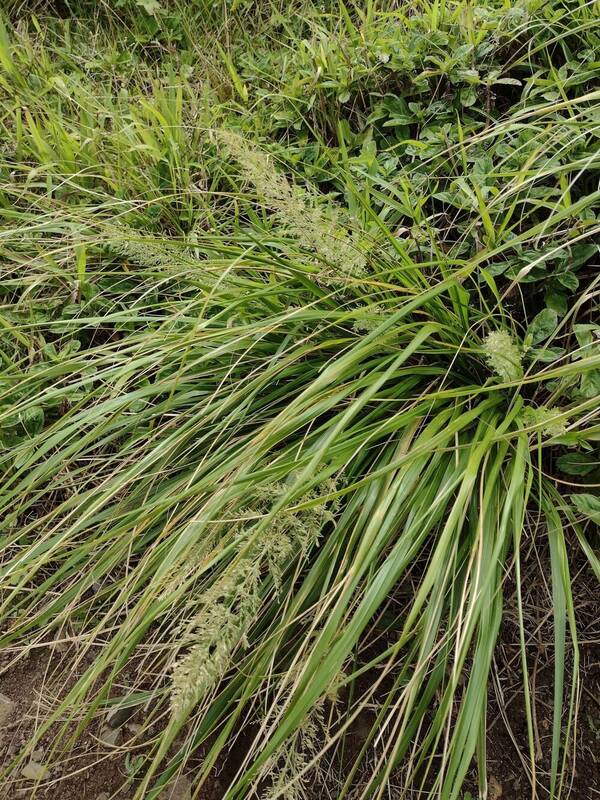 Eragrostis variabilis Plant