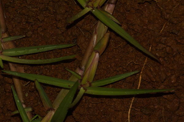 Eremochloa ophiuroides Collar