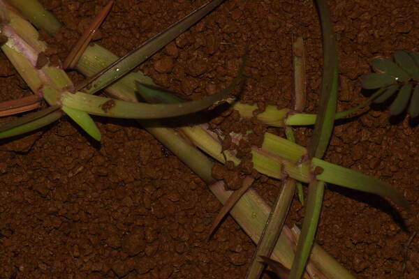 Eremochloa ophiuroides Collar