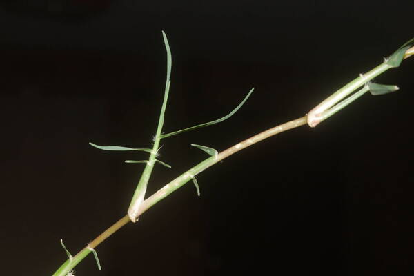 Eremochloa ophiuroides Collar