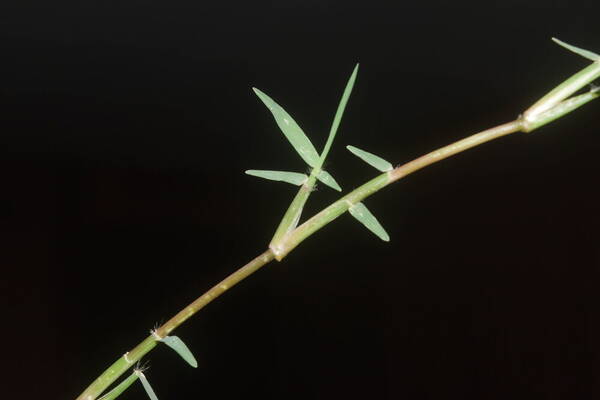 Eremochloa ophiuroides Collar