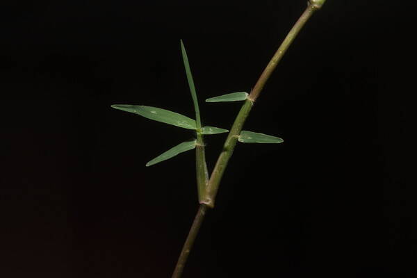 Eremochloa ophiuroides Collar