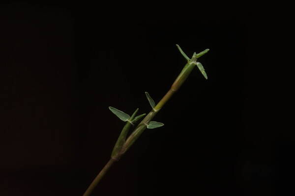 Eremochloa ophiuroides Collar