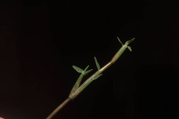 Eremochloa ophiuroides Collar