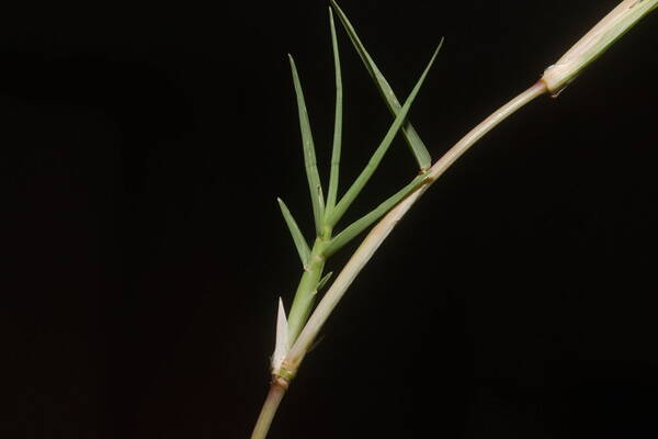 Eremochloa ophiuroides Collar