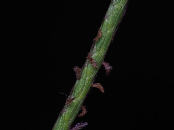 Eremochloa ophiuroides Spikelets