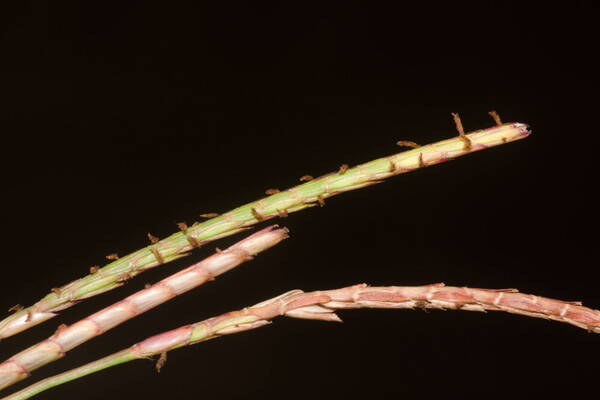 Eremochloa ophiuroides Spikelets