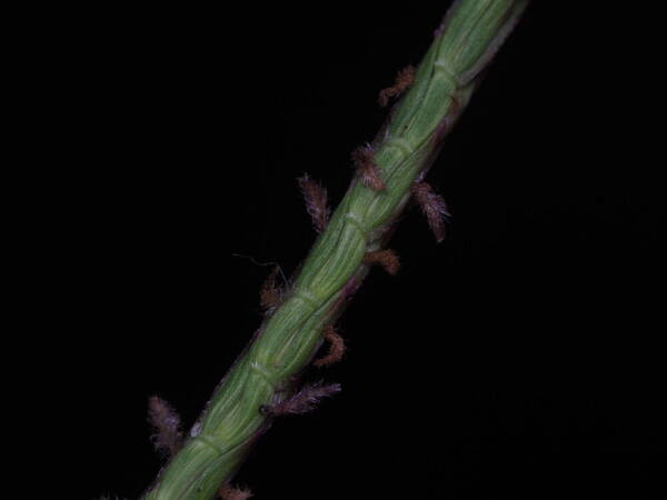 Eremochloa ophiuroides Spikelets